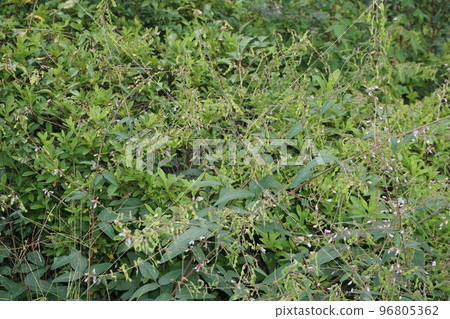 2022 年 10 月的 Aretinus Bitohagi 2022 年 10 月的 Aretinus Bitohagi 96805362