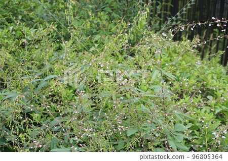 Aretinus Bitohagi in October 2022 Aretinus Bitohagi in October 2022 96805364