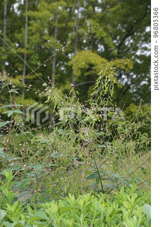 Aretinus Bitohagi in October 2022 96805366