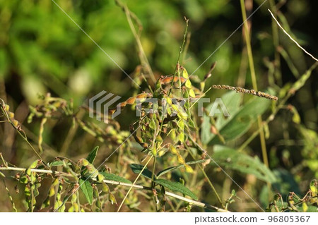 Aretinus Bitohagi in October 2022 96805367