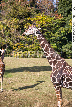 A cute giraffe in a leisurely zoo A cute giraffe in a leisurely zoo 96805516