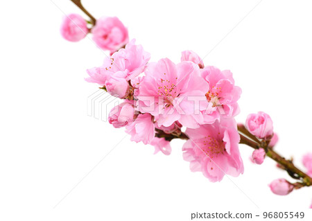  Peach blossoms 96805549