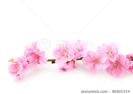  Peach blossoms 96805554