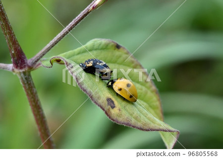 Emerged seven-spotted ladybird and shedding shell Emerged seven-spotted ladybird and shedding shell 96805568