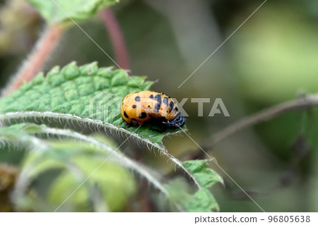 蠶蛹甲蟲蛹 96805638