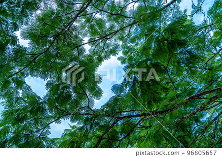 schizolobium tree in the South American jungle schizolobium tree in the South American jungle 96805657