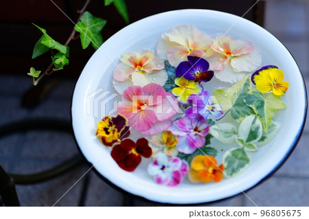Gorgeous pansy and viola flower wash water Gorgeous pansy and viola flower wash water 96805675