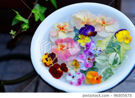 Gorgeous pansy and viola flower wash water Gorgeous pansy and viola flower wash water 96805678