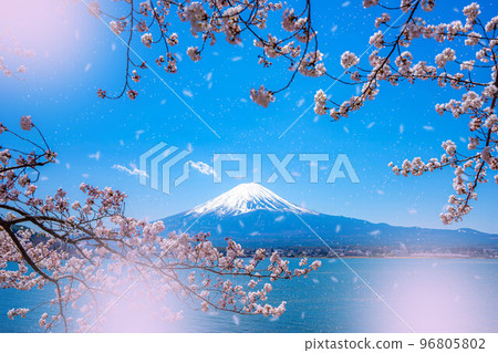 [櫻花材料]從河口湖看到的富士山櫻花飄落[山梨縣] 96805802