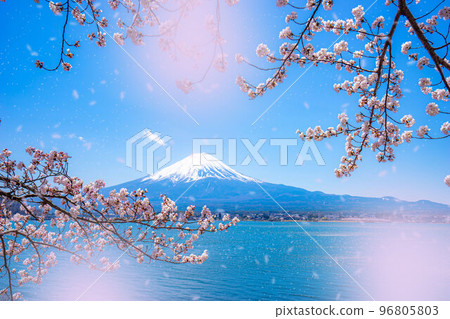 [櫻花材料]從河口湖看到的富士山櫻花飄落[山梨縣] 96805803
