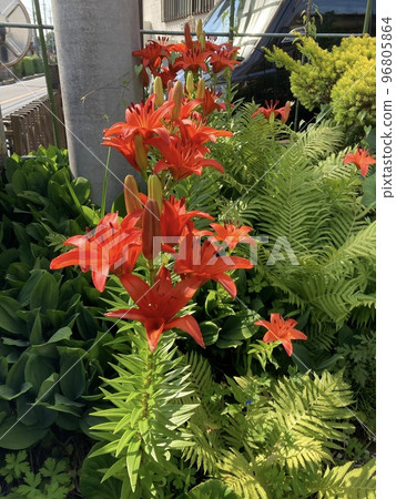 這是六月初在花園裡盛開的橙色百合花。 96805864