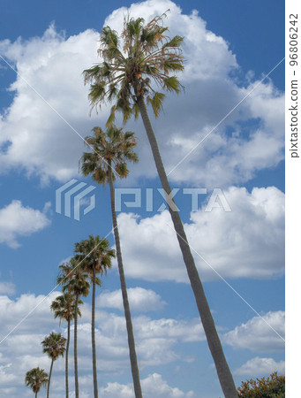 Vertical White puffy clouds Low angle view of palm trees at La Jolla in California Vertical White puffy clouds Low angle view of palm trees at La Jolla in California 96806242