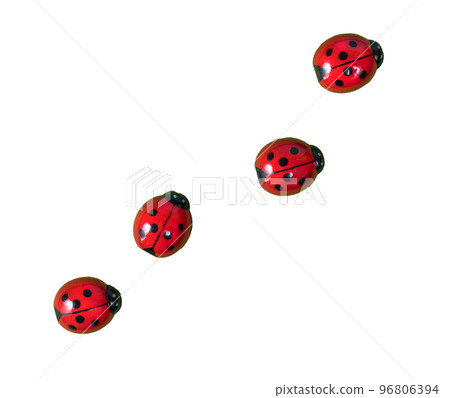ladybugs on a colored surface ladybugs on a colored surface 96806394
