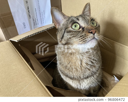 It's a pheasant cat sticking its face out of cardboard. It's a pheasant cat sticking its face out of cardboard. 96806472