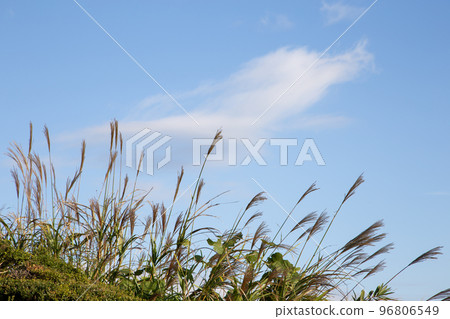 《Yokohama》Pampas grass in Hill Park with a view of the harbor 《Yokohama》Pampas grass in Hill Park with a view of the harbor 96806549