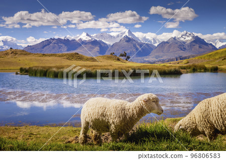 Wilcacocha lake and sheeps in Cordillera Blanca, snowcapped Andes, Ancash, Peru Wilcacocha lake and sheeps in Cordillera Blanca, snowcapped Andes, Ancash, Peru 96806583