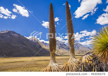 Puya de Raimondi Field and Valley of Carpa, Cordillera Blanca, Andes, Peru Puya de Raimondi Field and Valley of Carpa, Cordillera Blanca, Andes, Peru 96806676