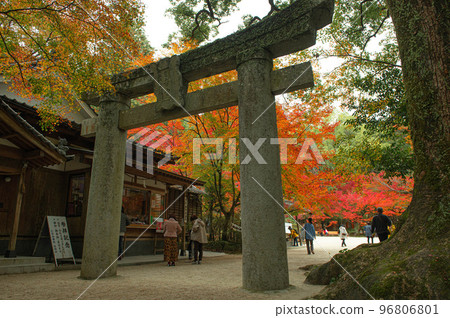 紅葉季節的新居山神社 96806801