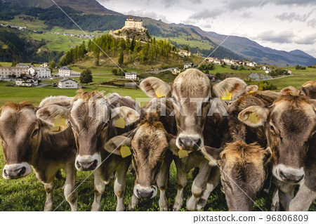Cows herding and Idyllic Scuol Tarasp village, Engadine, Swiss Alps, Switzerland Cows herding and Idyllic Scuol Tarasp village, Engadine, Swiss Alps, Switzerland 96806809