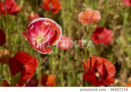 Red scarlet poppies close-up on a summer lawn on a sunny day Red scarlet poppies close-up on a summer lawn on a sunny day 96807259