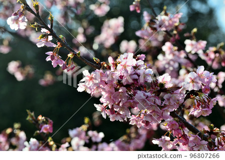 HAYAKAWA Hiroshi | ハナカイドウが少しずつ開花。地植えして木