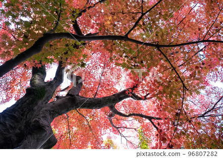 Maple Forest Maple Forest 96807282