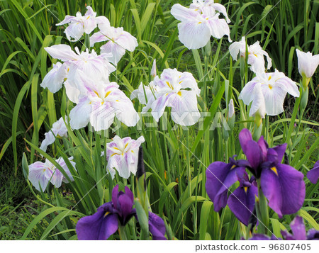 Kanzeonji Temple in Dazaifu City, Fukuoka Prefecture 96807405
