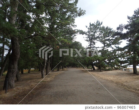 天橋立位於京都府北部宮津市的日本海宮津灣,是號稱日本三大名勝之一的特殊名勝。 天橋立位於京都府北部宮津市的日本海宮津灣,是號稱日本三大名勝之一的特殊名勝。 96807465