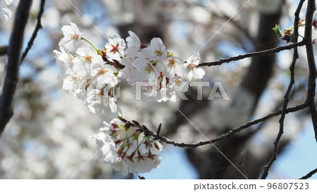 櫻花(春季活動、活動等) 櫻花(春季活動、活動等) 96807523
