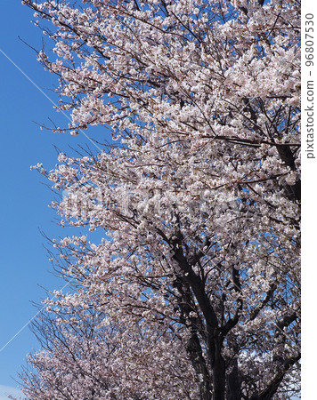 櫻花(春季活動、活動等) 櫻花(春季活動、活動等) 96807530