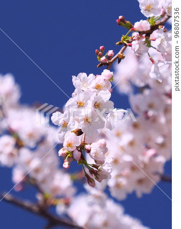 櫻花（春季活動、活動等） 96807536