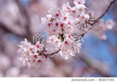 櫻花（春季活動、活動等） 96807540