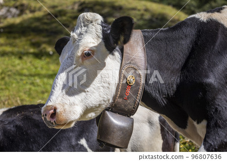 Alpine cows in Engadine valley, Swiss Alps, Switzerland Alpine cows in Engadine valley, Swiss Alps, Switzerland 96807636