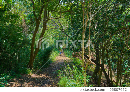 鎌倉市天年登山路線的山路(勝城軒展望台附近) 鎌倉市天年登山路線的山路(勝城軒展望台附近) 96807652
