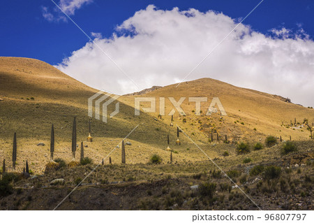Puya de Raimondi Field and Valley of Carpa, Cordillera Blanca, Andes, Peru 96807797