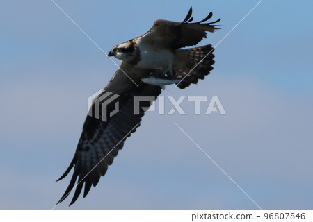 An osprey in flight after catching a fish 96807846