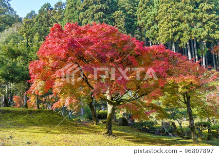 A scene of colorful maple leaves shining in the light A scene of colorful maple leaves shining in the light 96807897
