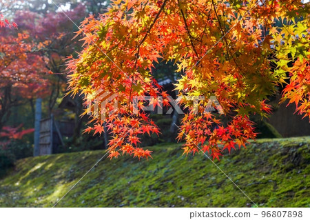 A scene of colorful maple leaves shining in the light 96807898