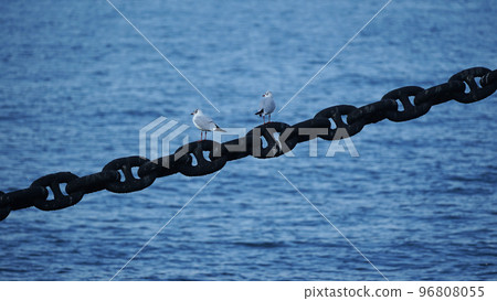 海鳥擱在港口的鏈條繫泊船上 海鳥擱在港口的鏈條繫泊船上 96808055