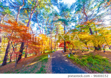 森林公園的秋天 96808152
