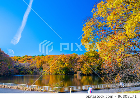 Autumn of the forest park 96808171
