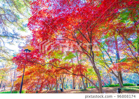 Autumn of the forest park 96808174