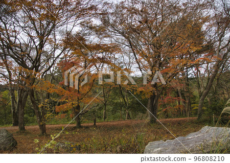 Beautiful autumn leaves in Arashiyama Valley, Arashiyama Town, Saitama Prefecture 96808210