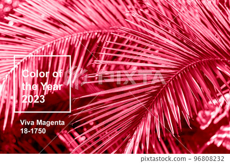 Tropical palm tree branch close up 96808232