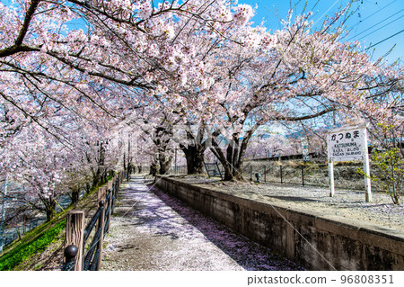 Yamanashi Prefecture's Jinrokuzakura ~Old Platform of Katsunuma Station~ 96808351