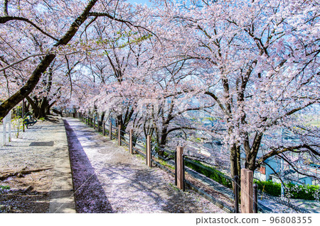 Yamanashi Prefecture's Jinrokuzakura ~Old Platform of Katsunuma Station~ 96808355