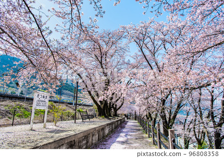 Yamanashi Prefecture's Jinrokuzakura ~Old Platform of Katsunuma Station~ 96808358