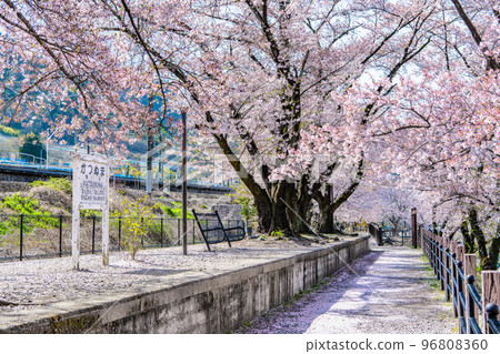 Yamanashi Prefecture's Jinrokuzakura ~Old Platform of Katsunuma Station~ 96808360