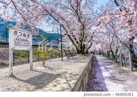 山梨縣的真六櫻～舊勝沼站月台～ 96808361