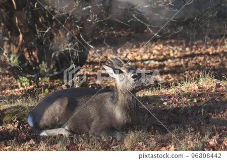 野生梅花鹿野生動物 96808442